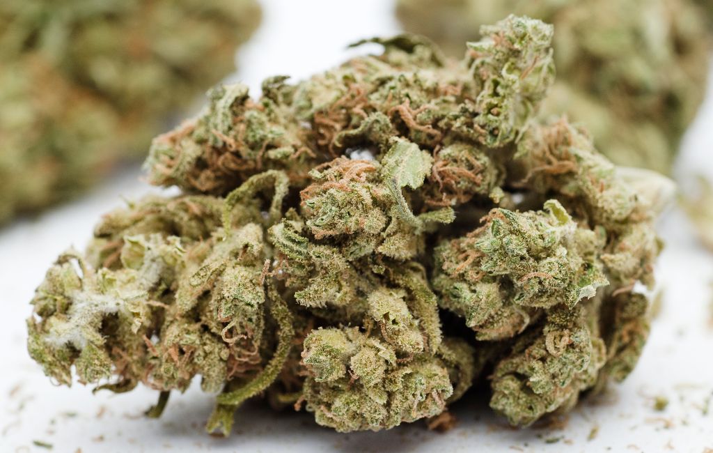 Cannabis/Marijuanna Seeds